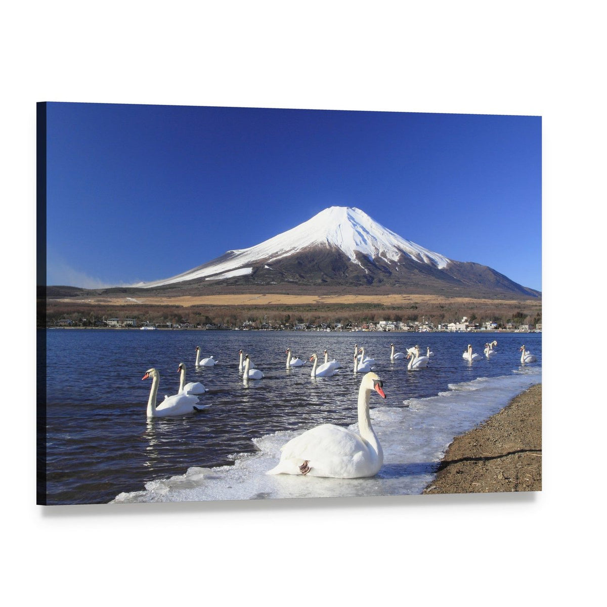 Swans by Snow-capped Mount Fuji Canvas Wall Art, single panel gallery wrapped canvas, angled product view