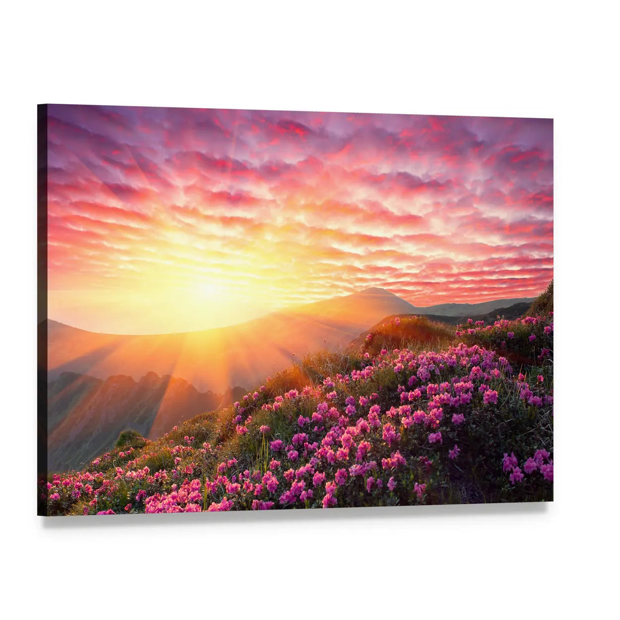 Spring Sunrise Over Mountain Rhododendrons Canvas Wall Art, single panel gallery wrapped canvas, angled product view