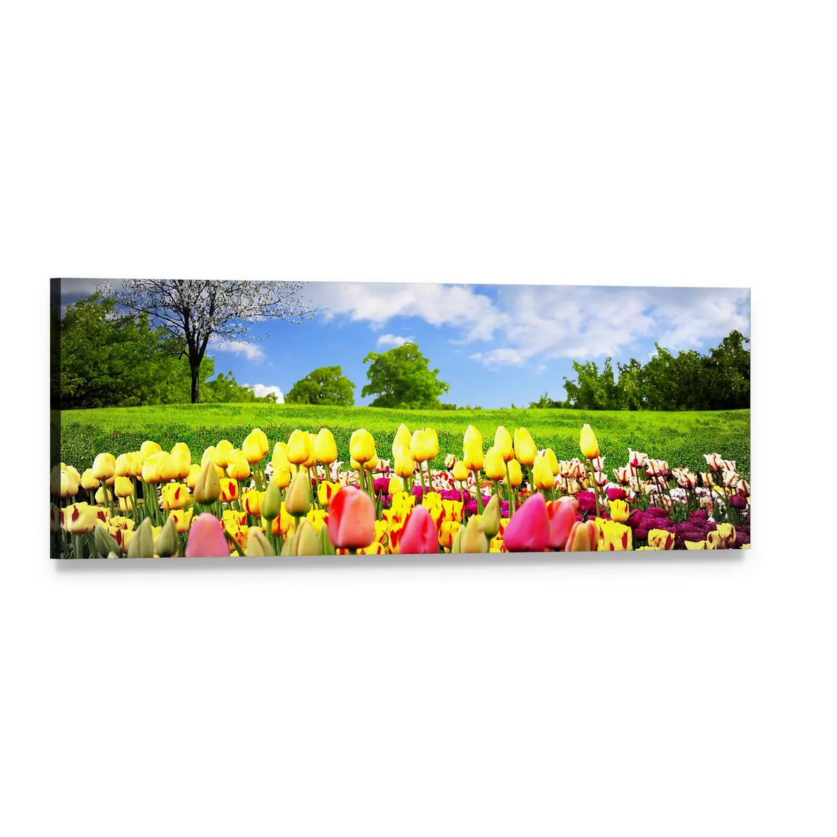 Tulips in a Spring Meadow Panoramic Canvas Wall Art, single panel gallery wrapped canvas, angled product view