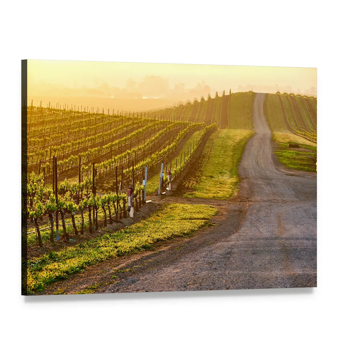 Sunrise Over Vineyard Rows Canvas Wall Art, single panel gallery wrapped canvas, angled product view