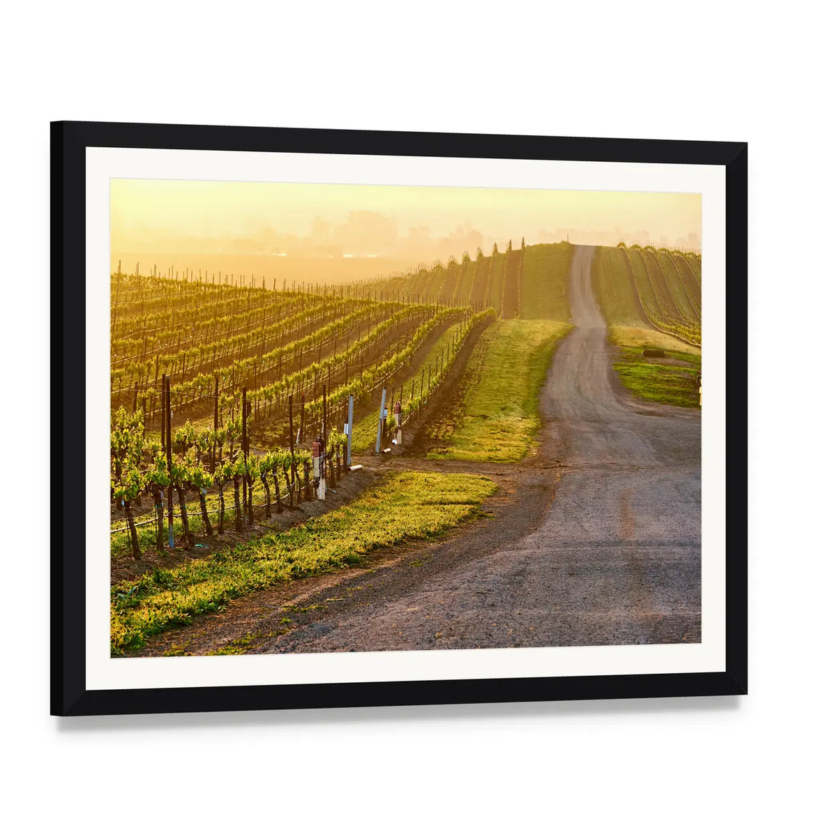 Sunrise Over Vineyard Rows Canvas Wall Art, framed print with white mat and black frame, angled product view
