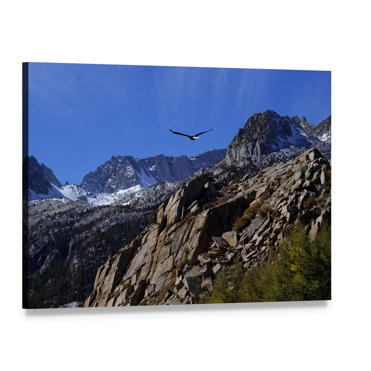 Bald Eagle Soaring Over Rocky Peaks Canvas Wall Art, single panel gallery wrapped canvas, angled product view