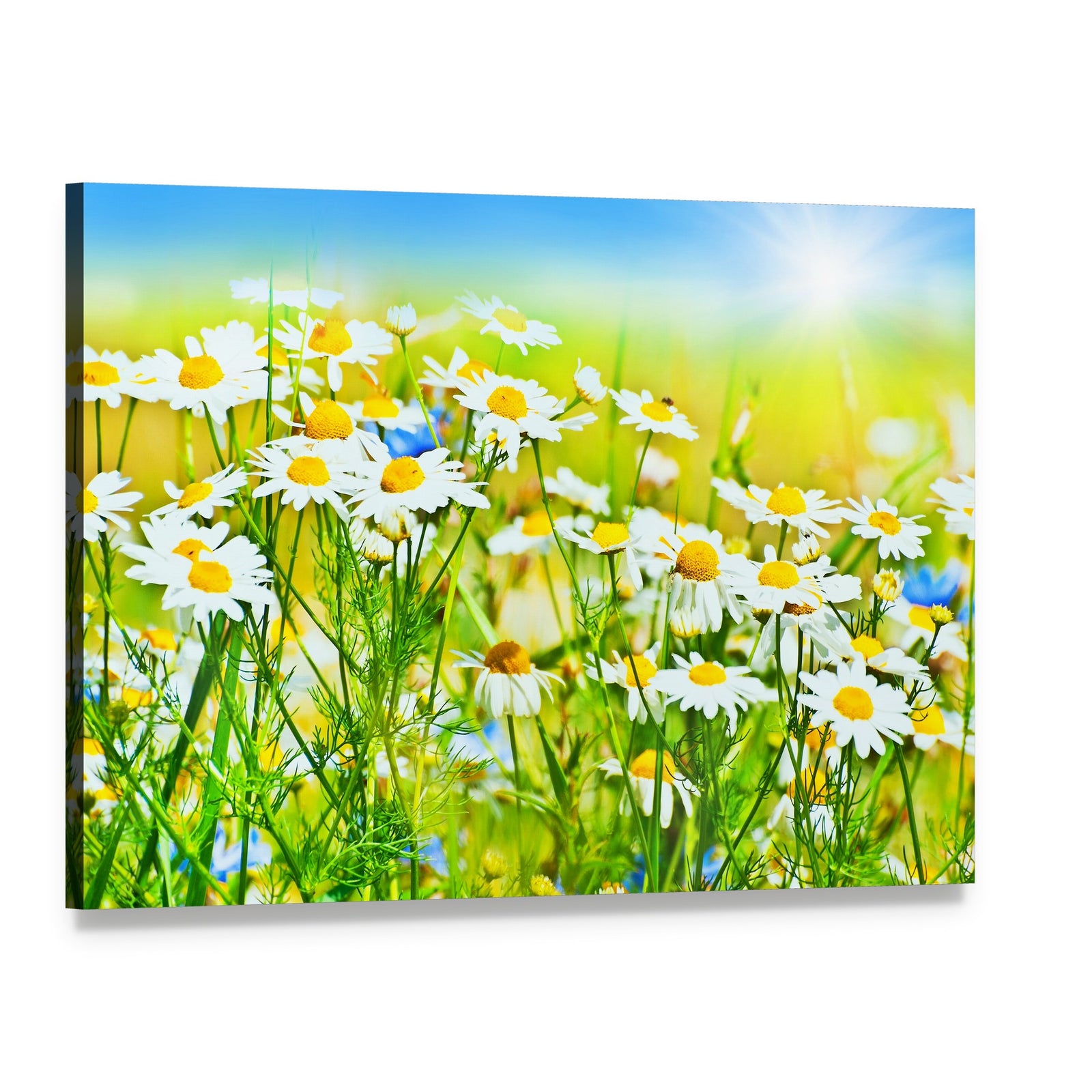 Sunny Daisy Field Canvas Wall Art, single panel gallery wrapped canvas, angled product view