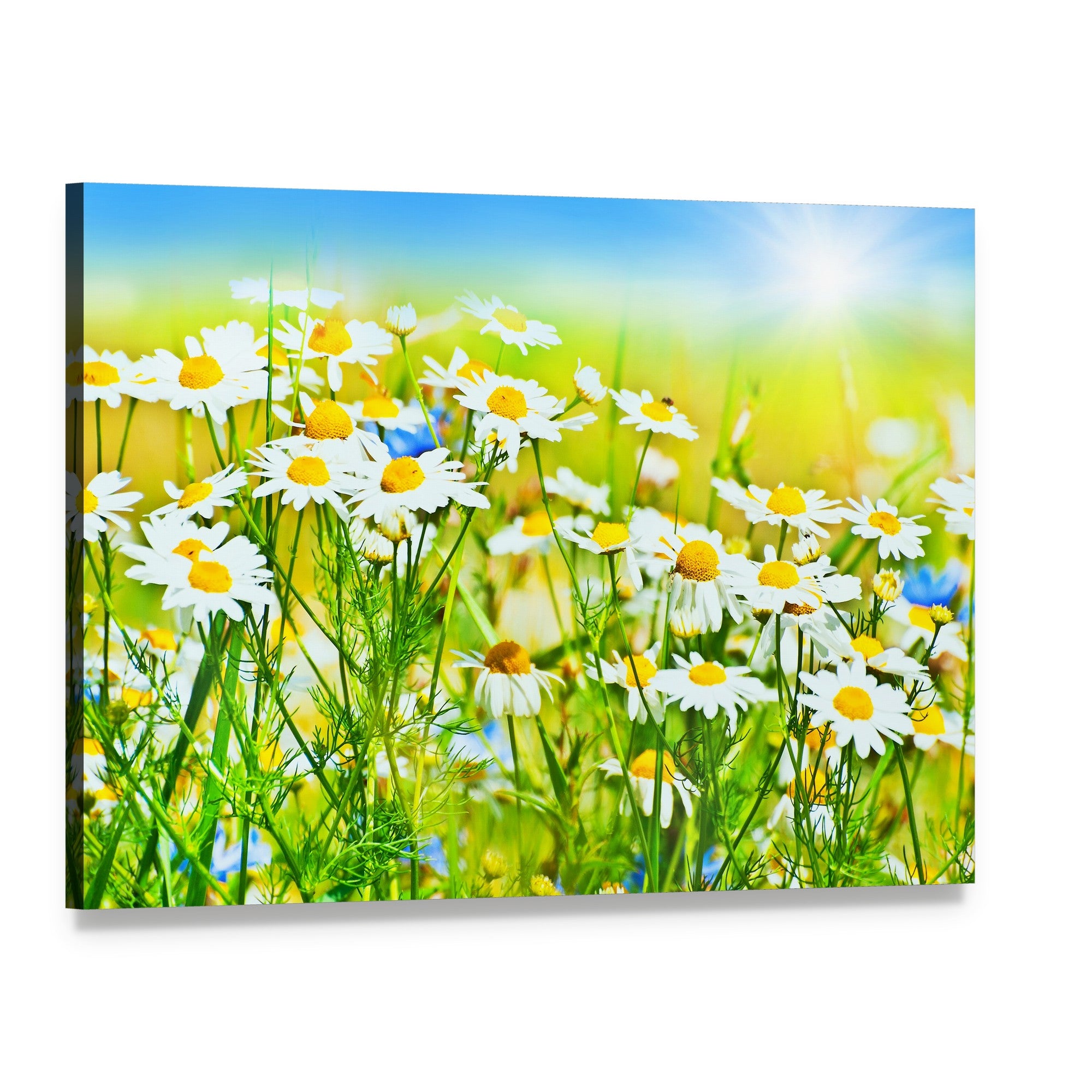 Sunny Daisy Field Canvas Wall Art, single panel gallery wrapped canvas, angled product view