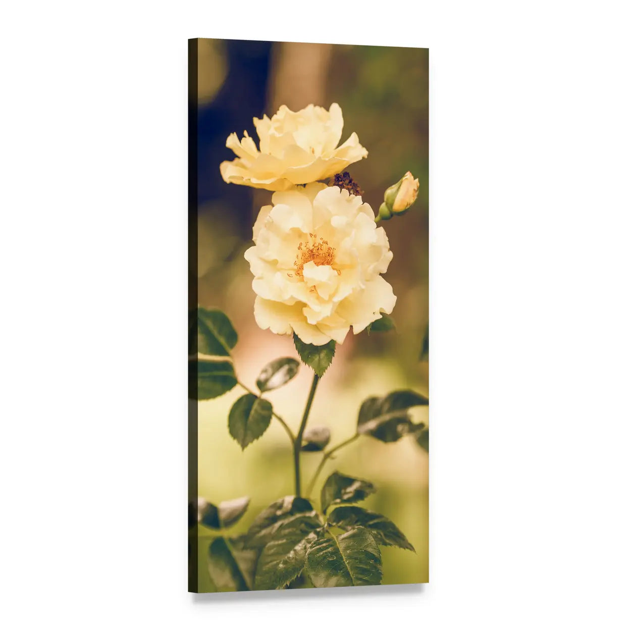 Summer Yellow Rose Close-up Vertical Canvas Wall Art, 1 panel 1 Vertical layout gallery wrapped canvas set, angled product view