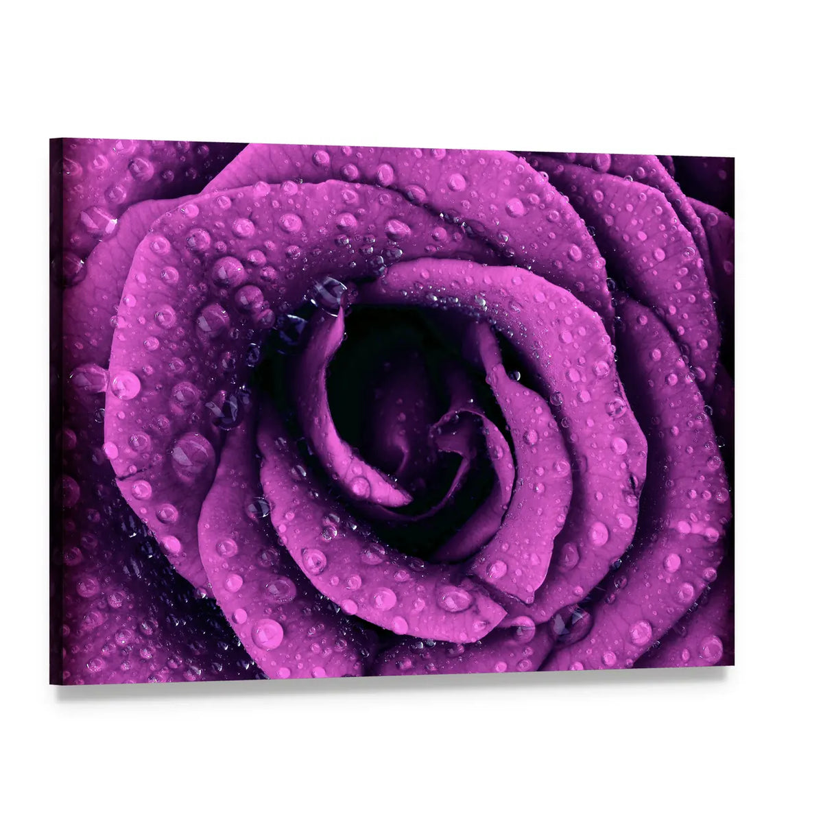 Purple Rose with Dew Drops Canvas Wall Art, single panel gallery wrapped canvas, angled product view