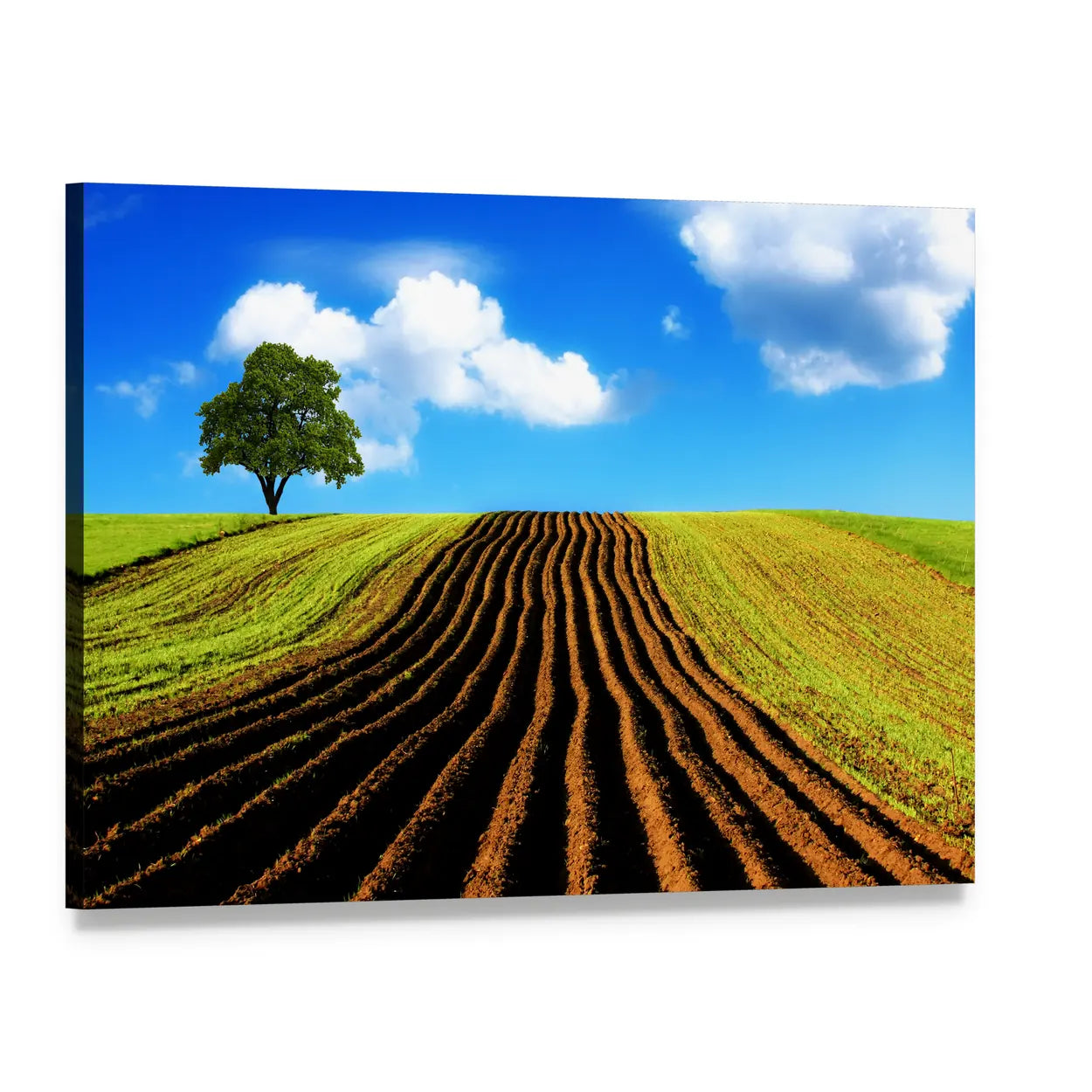 Ploughed Field with Lone Tree Canvas Wall Art, single panel gallery wrapped canvas, angled product view
