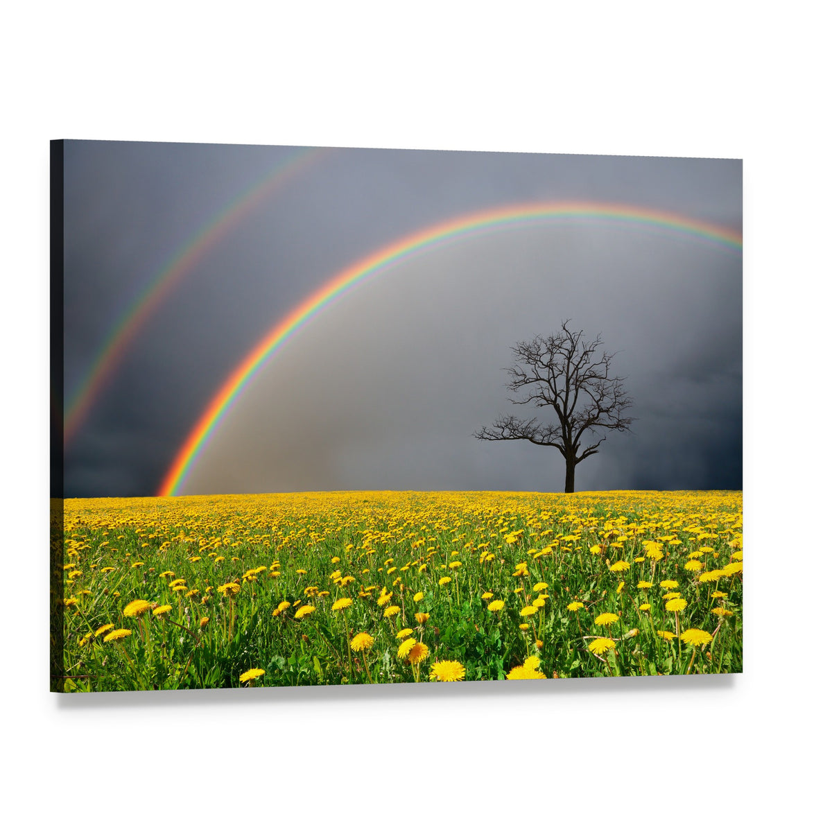 Dandelion Field with Rainbow Canvas Wall Art, single panel gallery wrapped canvas, angled product view