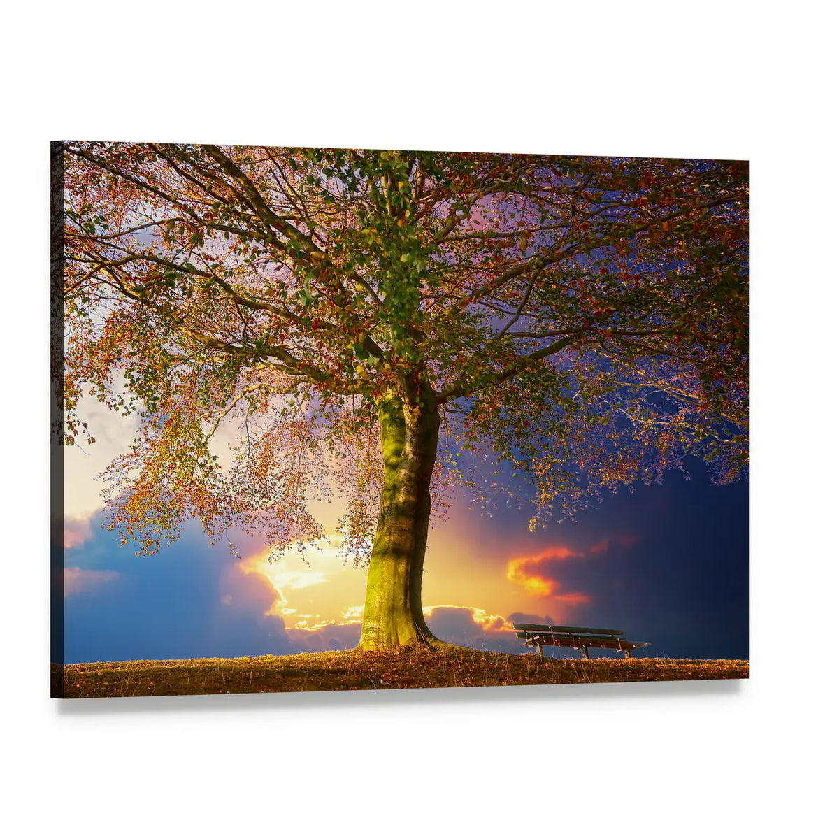 Sunlit Park Tree at Sunset Canvas Wall Art, single panel gallery wrapped canvas, angled product view