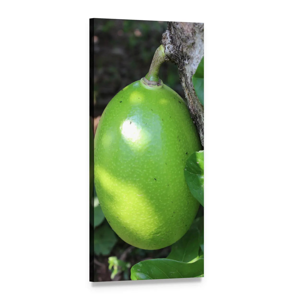 Calabash Tree with Green Fruit Vertical Canvas Wall Art, 1 panel 1 Vertical layout gallery wrapped canvas set, angled product view