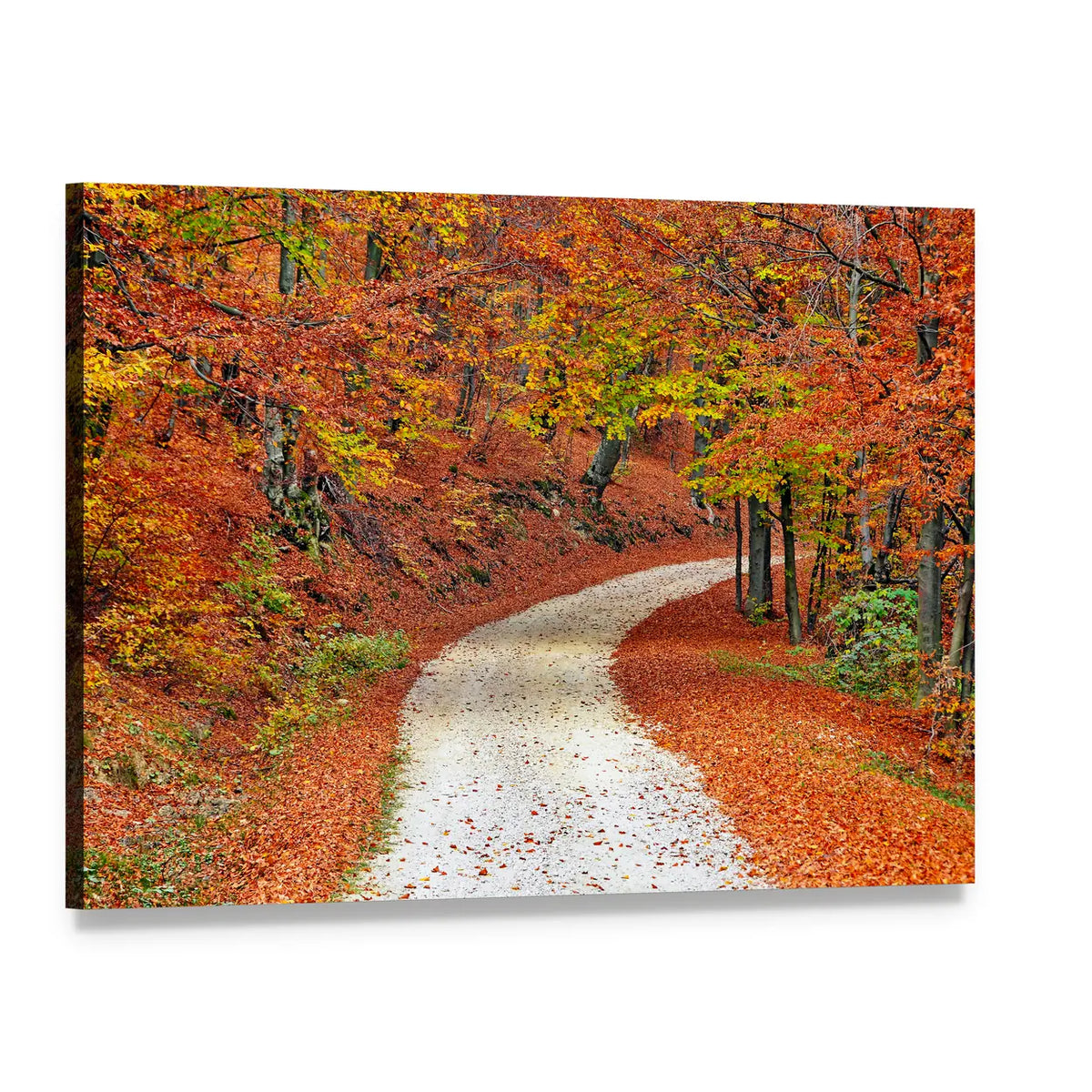Autumn Misty Forest In Fall Canvas Wall Art, single panel gallery wrapped canvas, angled product view