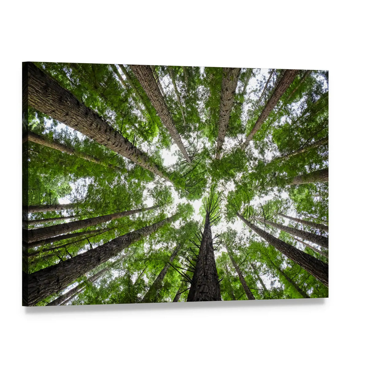 Redwood Tree Canopy Canvas Wall Art, single panel gallery wrapped canvas, angled product view