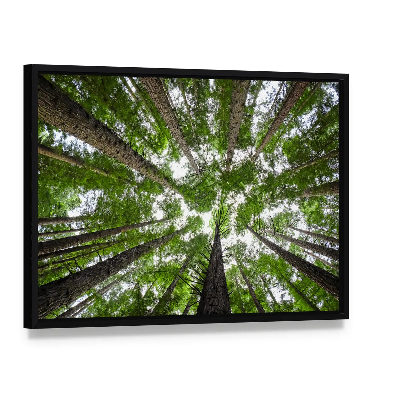 Redwood Tree Canopy Canvas Wall Art, framed canvas in a black floater frame, angled product view