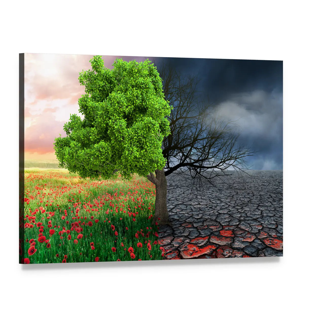 Split Tree with Poppies and Cracked Earth Canvas Wall Art, single panel gallery wrapped canvas, angled product view