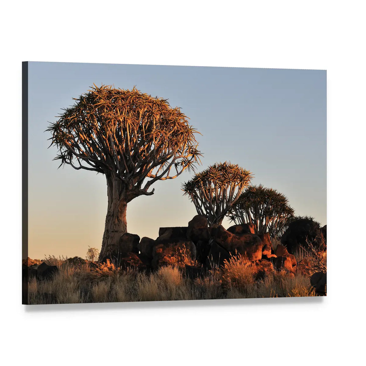 Sunrise Over Quiver Tree Forest Canvas Wall Art, single panel gallery wrapped canvas, angled product view