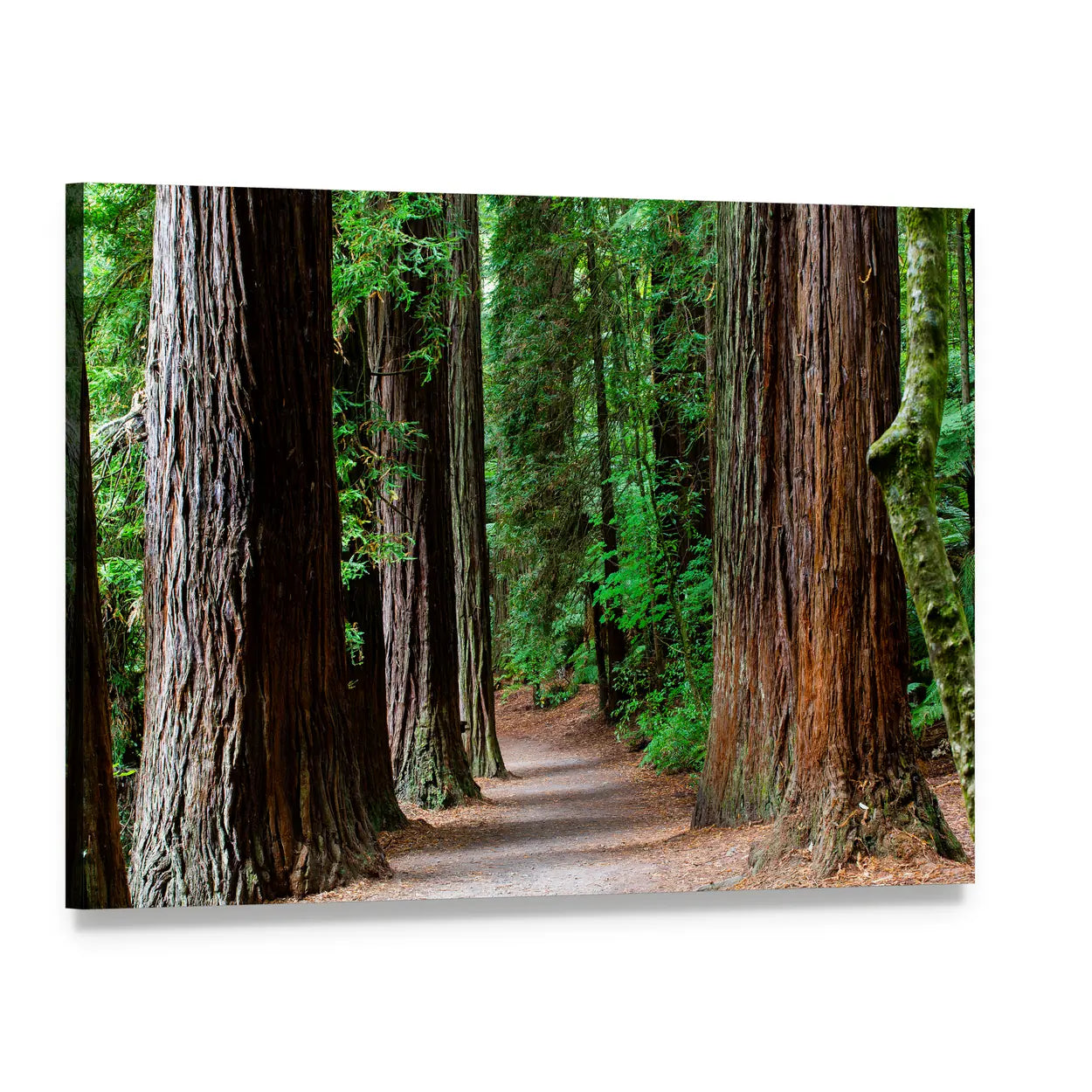 Redwood Forest Path Canvas Wall Art, single panel gallery wrapped canvas, angled product view