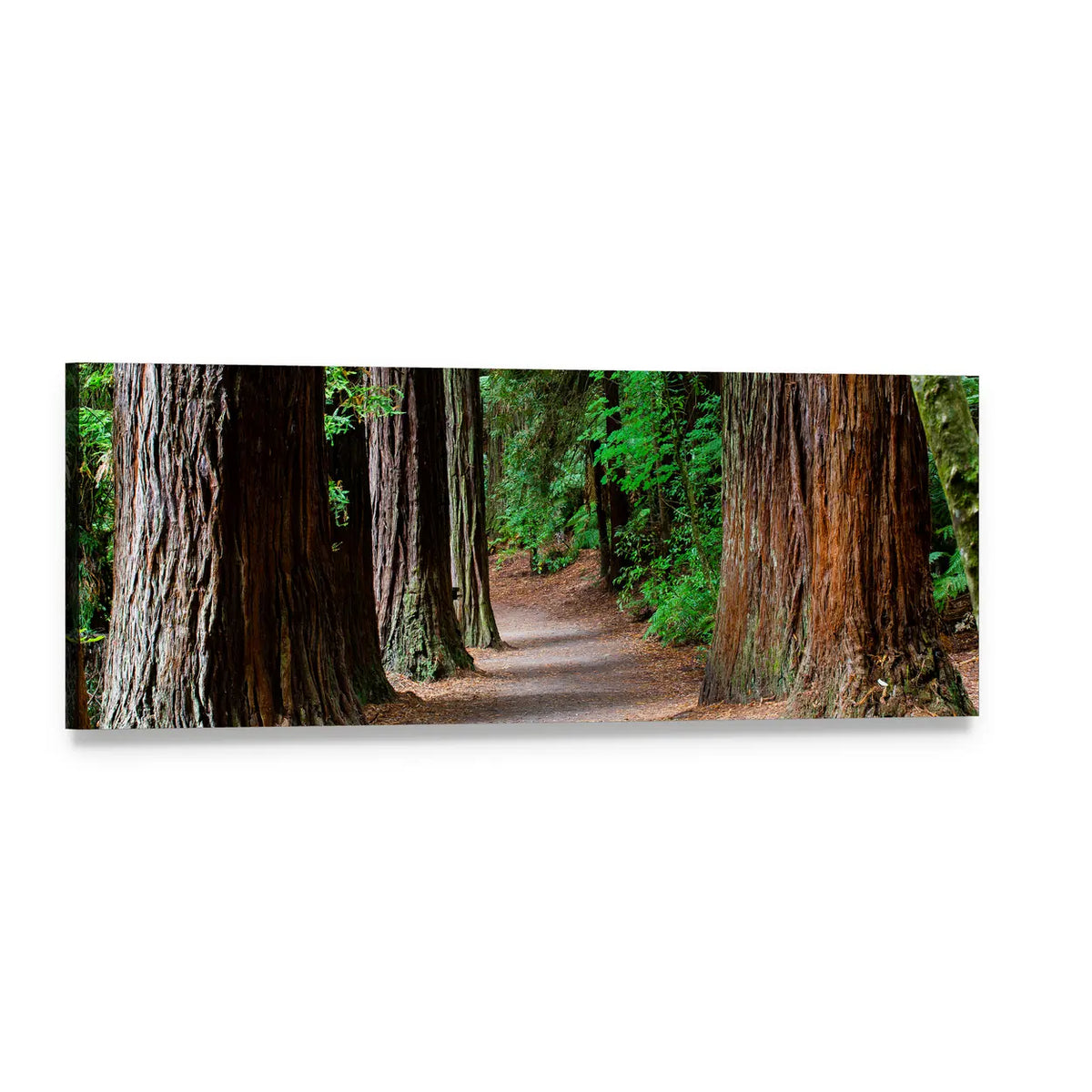 Path Through Giant Redwoods Panoramic Canvas Wall Art, single panel gallery wrapped canvas, angled product view