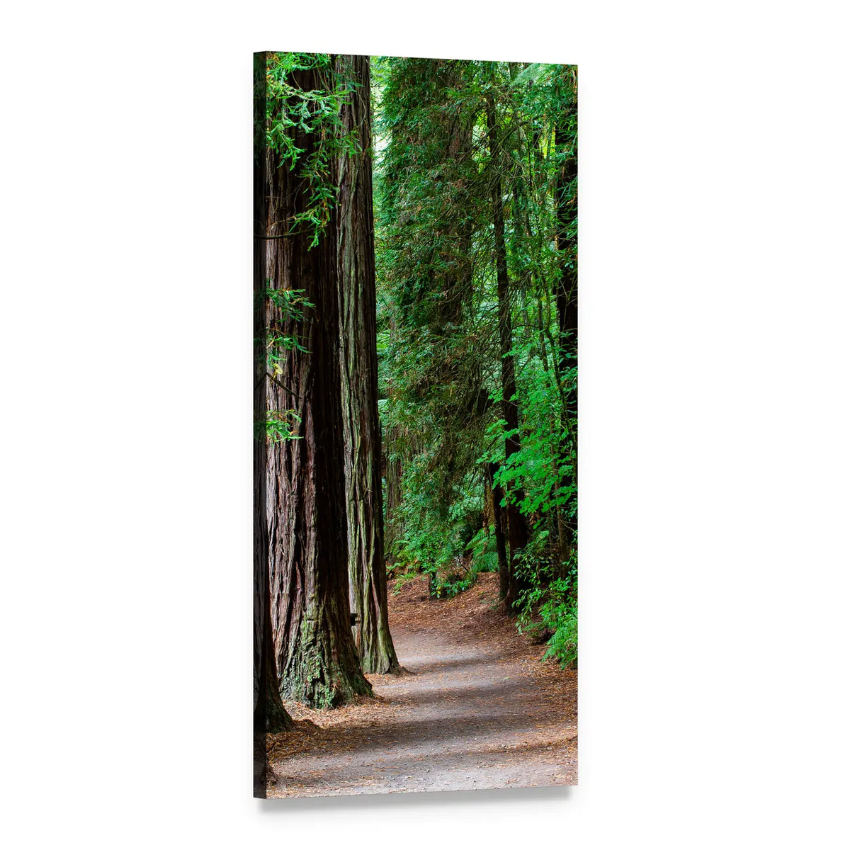 Redwood Forest Path Vertical Canvas Wall Art, 1 panel 1 Vertical layout gallery wrapped canvas set, angled product view