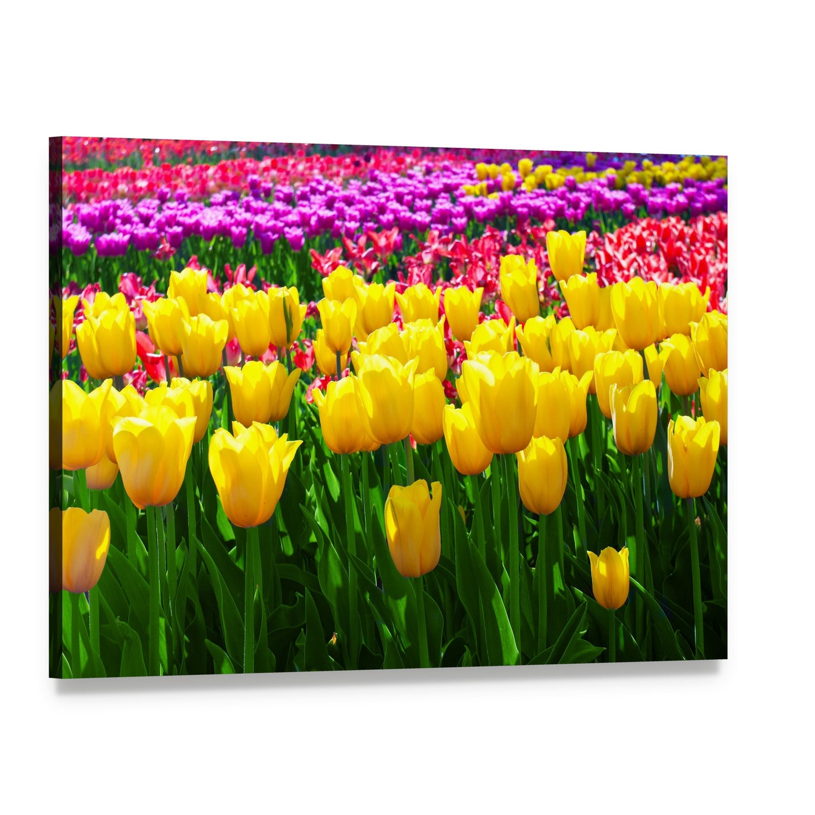 Tulips Field Yellow Flowers Canvas Wall Art, single panel gallery wrapped canvas, angled product view