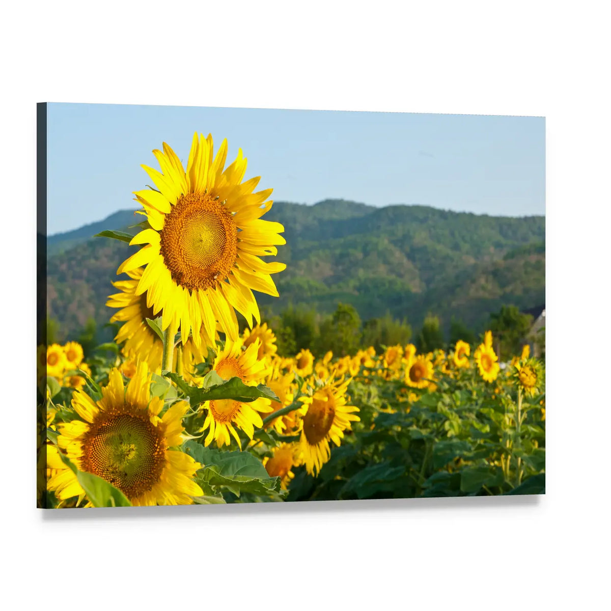 Sunflower Field and Green Mountains Canvas Wall Art, single panel gallery wrapped canvas, angled product view