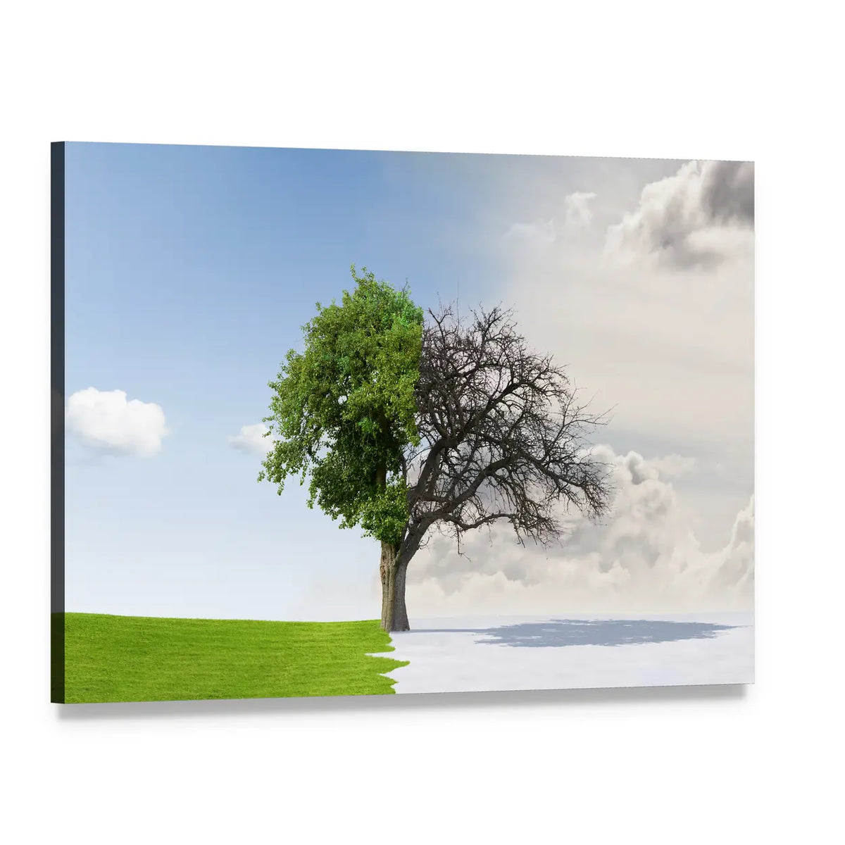 Tree Split Between Summer and Winter Canvas Wall Art, single panel gallery wrapped canvas, angled product view