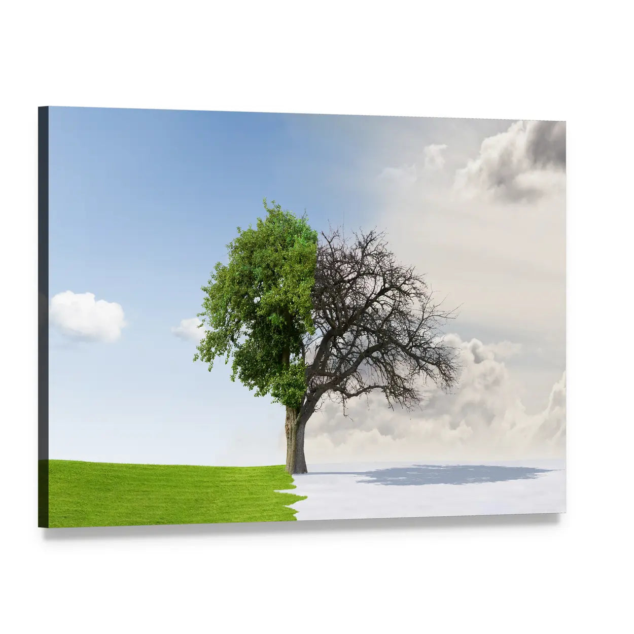 Tree Split Between Summer and Winter Canvas Wall Art, single panel gallery wrapped canvas, angled product view