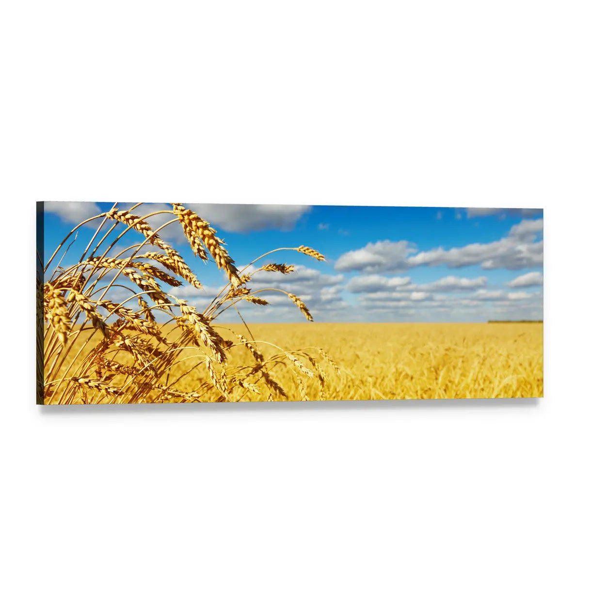Golden Wheat Field Under Blue Sky Panoramic Canvas Wall Art, single panel gallery wrapped canvas, angled product view