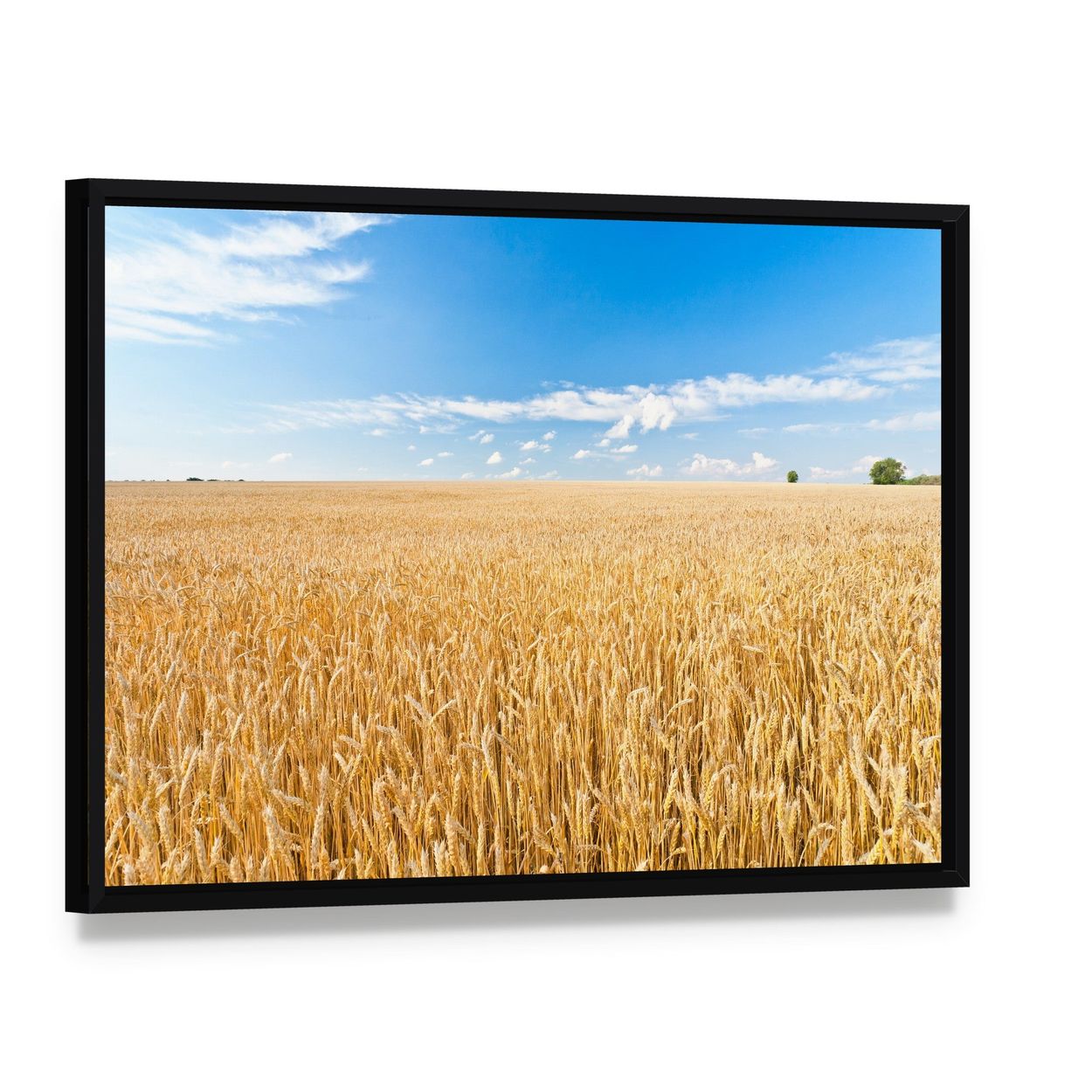Ripe Wheat Field and Blue Sky with Clouds Canvas Wall Art, framed canvas in a black floater frame, angled product view