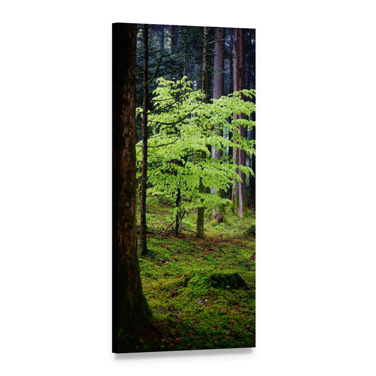 Forest with Sunlight Filtering Through Leaves Vertical Canvas Wall Art, 1 panel 1 Vertical layout gallery wrapped canvas set, angled product view