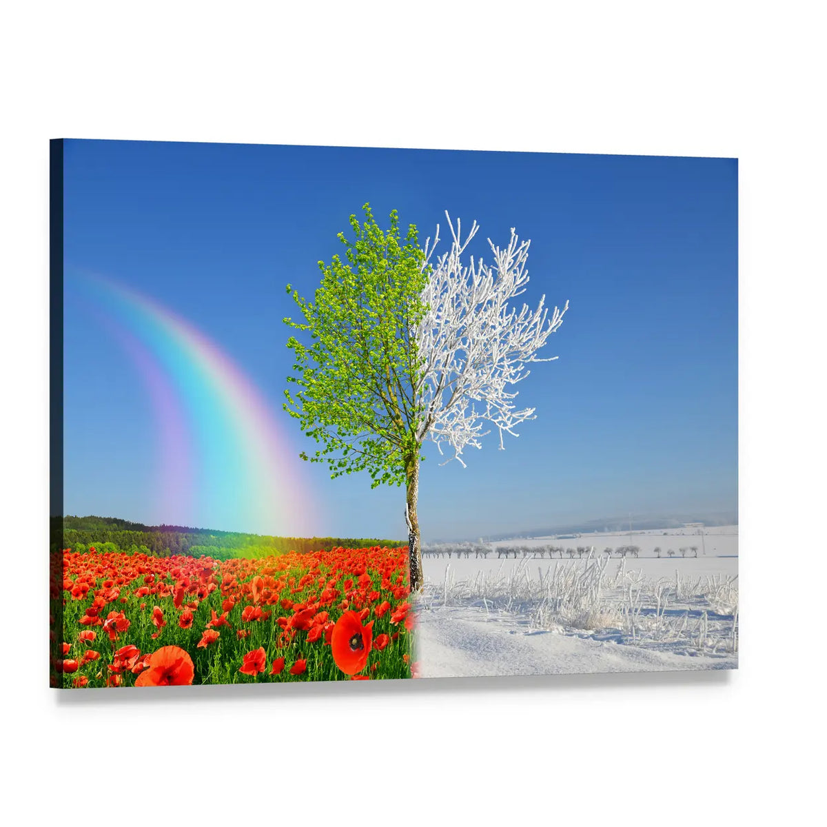 Split-season Tree with Poppies and Snow Canvas Wall Art, single panel gallery wrapped canvas, angled product view