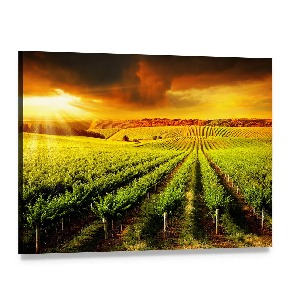 Barossa Vineyard at Sunset Canvas Wall Art, single panel gallery wrapped canvas, angled product view