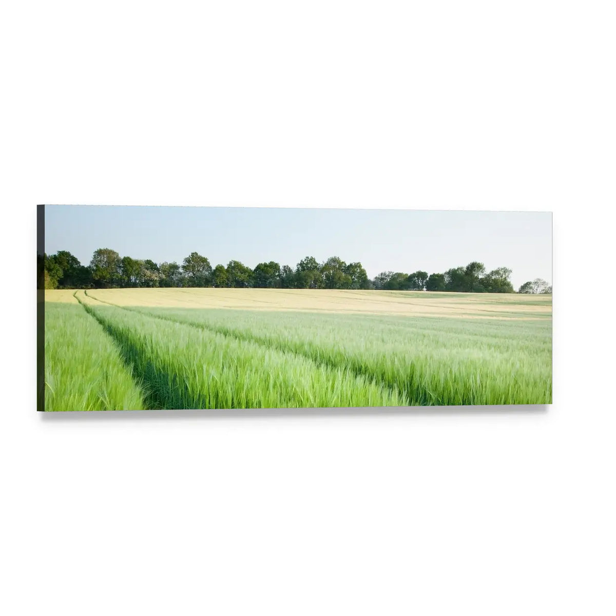 Green Wheat and Golden Grain Fields Panoramic Canvas Wall Art, single panel gallery wrapped canvas, angled product view