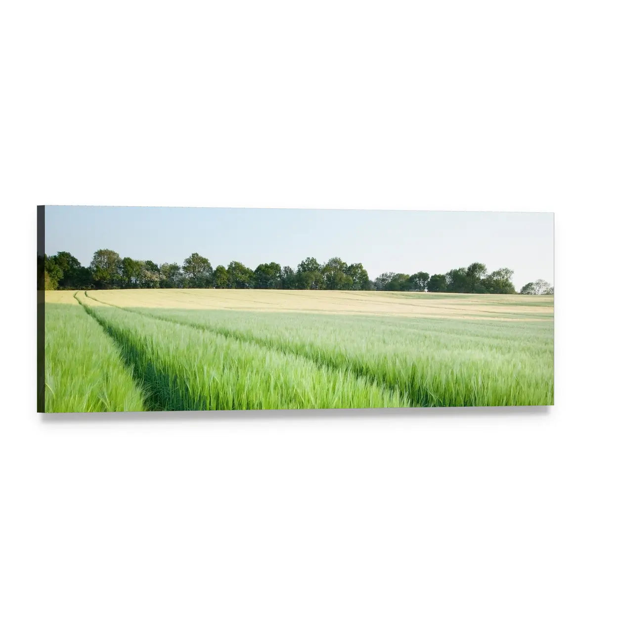 Green Wheat and Golden Grain Fields Panoramic Canvas Wall Art, single panel gallery wrapped canvas, angled product view