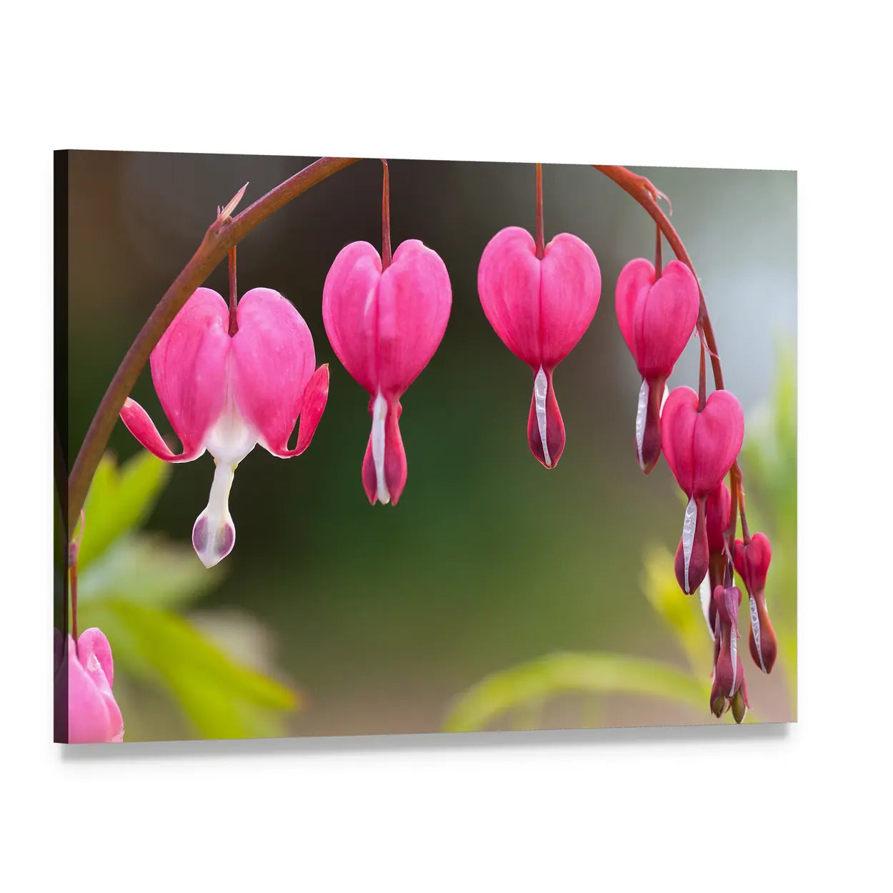 Pink Bleeding Heart Flowers Canvas Wall Art, single panel gallery wrapped canvas, angled product view
