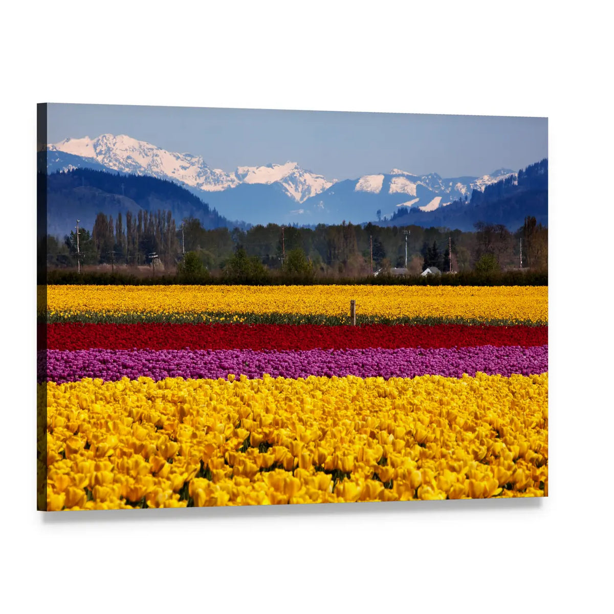 Spring Tulip Field with Snow-capped Mountains Canvas Wall Art, single panel gallery wrapped canvas, angled product view