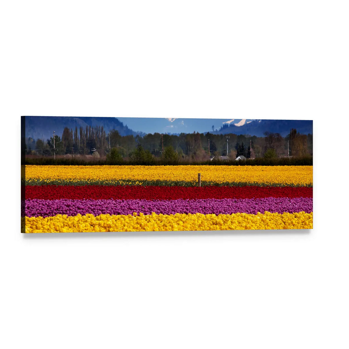 Multicolored Tulip Field with Hazy Mountains Panoramic Canvas Wall Art, single panel gallery wrapped canvas, angled product view