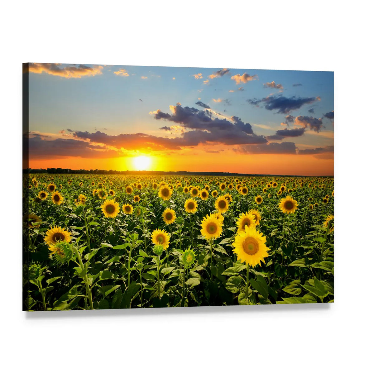 Sunflower Field at Sunset Canvas Wall Art, single panel gallery wrapped canvas, angled product view