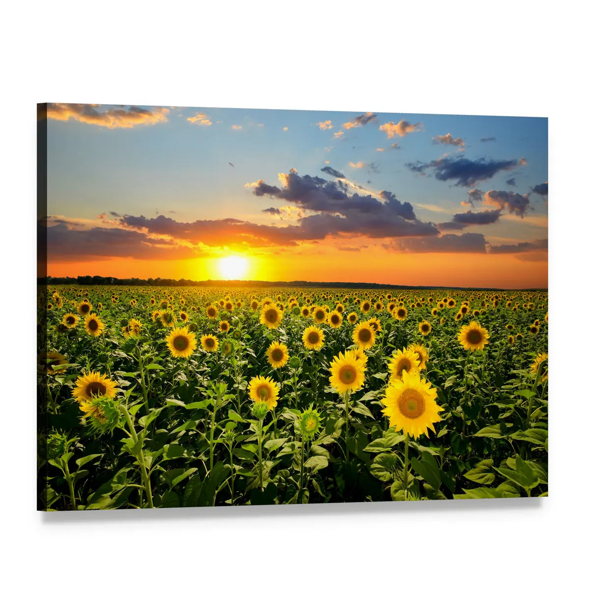 Blooming Sunflowers at Sunset Canvas Wall Art, single panel gallery wrapped canvas, angled product view