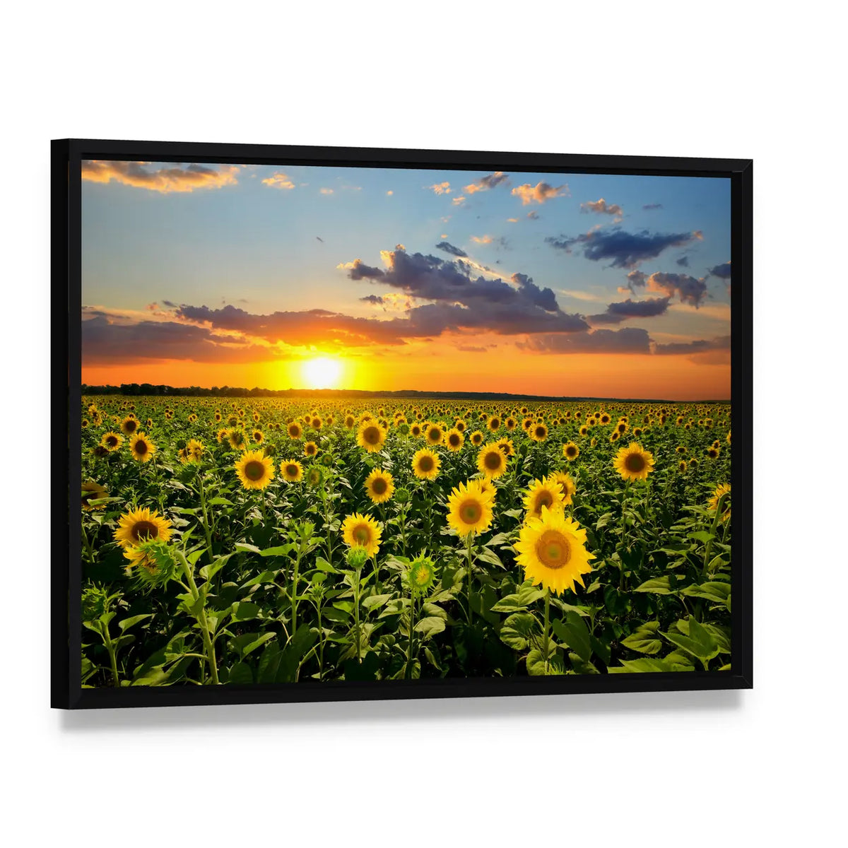 Sunflower Field at Sunset Canvas Wall Art, framed canvas in a black floater frame, angled product view