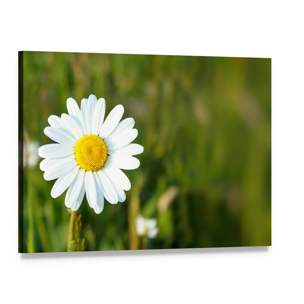 White Marguerite Flower Close-up Canvas Wall Art, single panel gallery wrapped canvas, angled product view