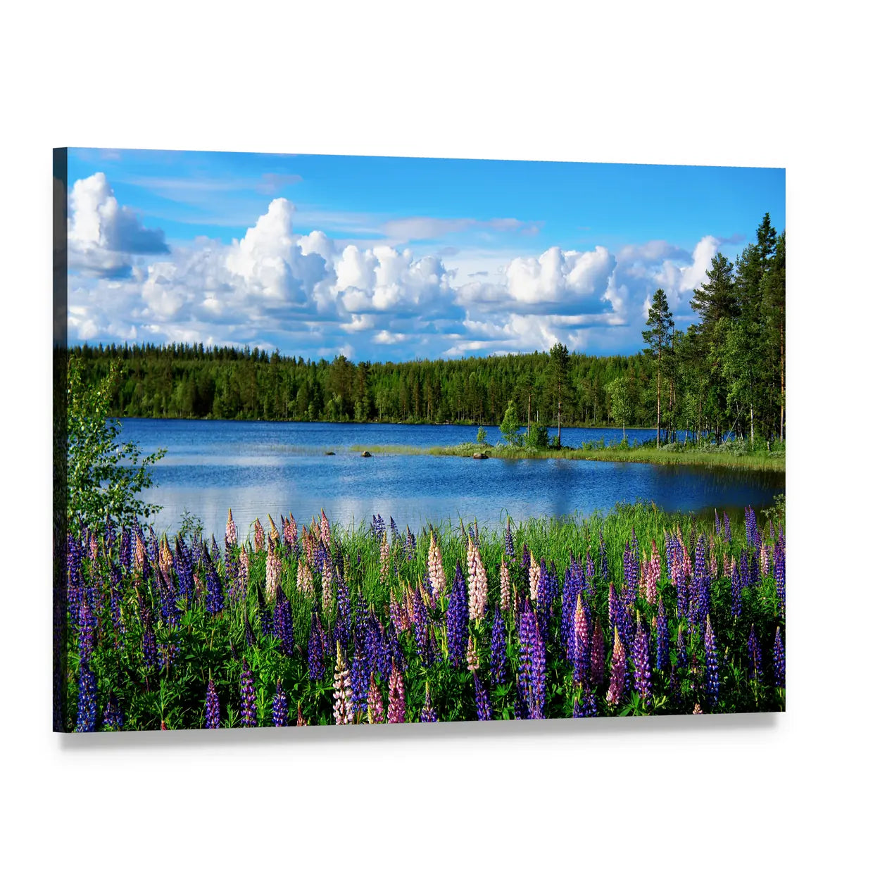 Summer Lupines by Lake and Forest Canvas Wall Art, single panel gallery wrapped canvas, angled product view