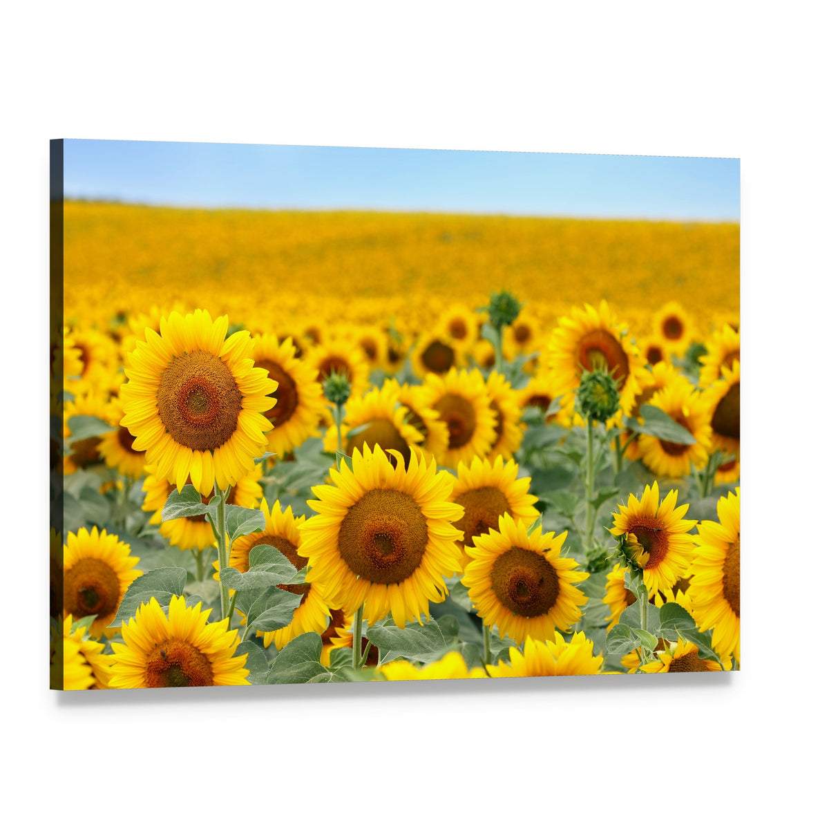 Sunflower Field Canvas Wall Art, single panel gallery wrapped canvas, angled product view