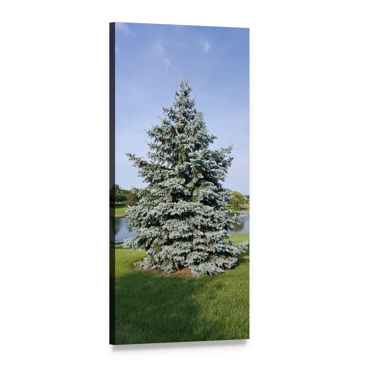 Blue Spruce by Pond Vertical Canvas Wall Art, 1 panel 1 Vertical layout gallery wrapped canvas set, angled product view