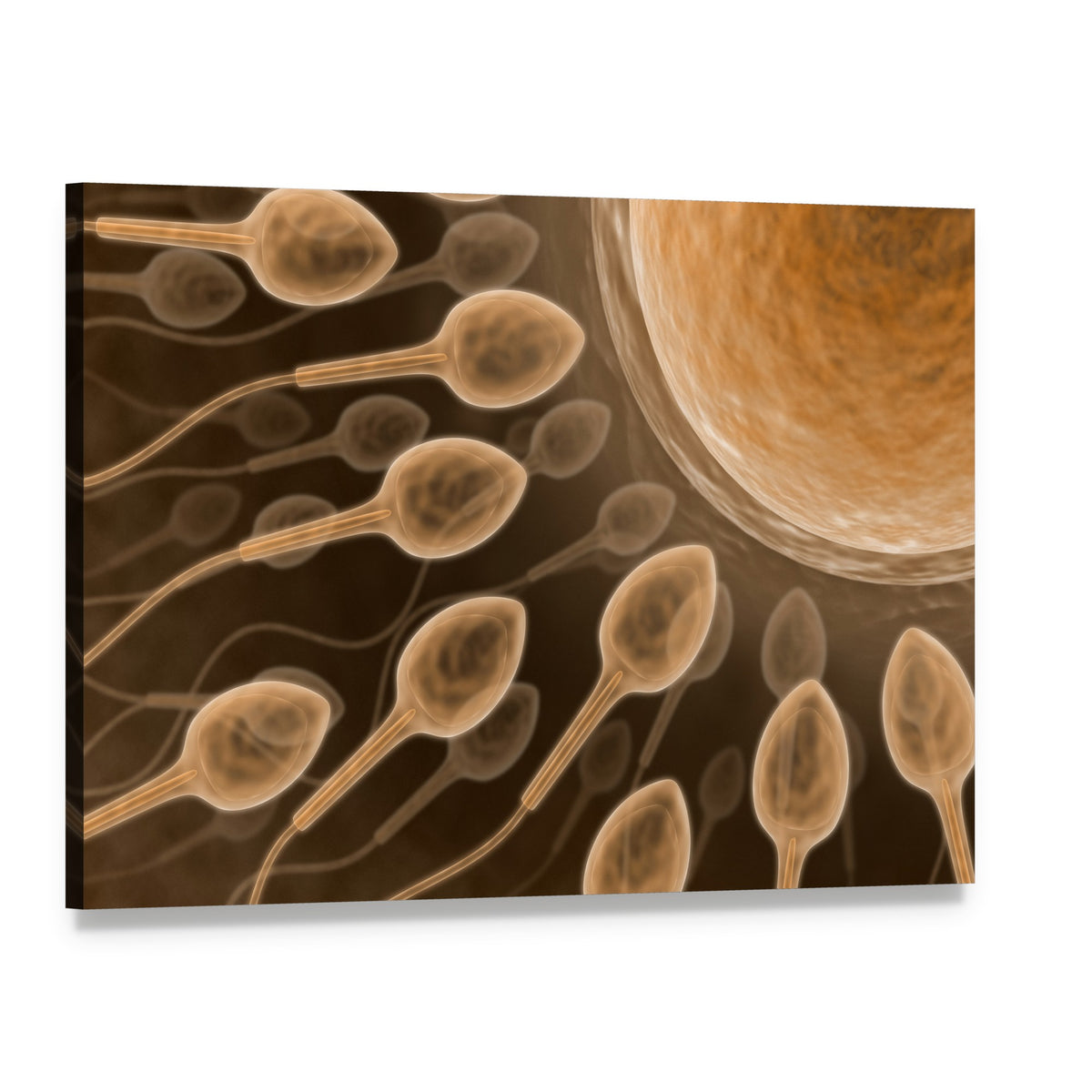 Sperm and Egg Close-up Canvas Wall Art, single panel gallery wrapped canvas, angled product view