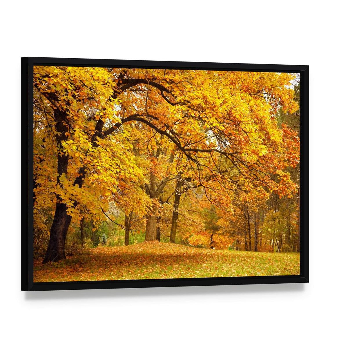 Golden Trees in Autumn Park Canvas Wall Art, framed canvas in a black floater frame, angled product view