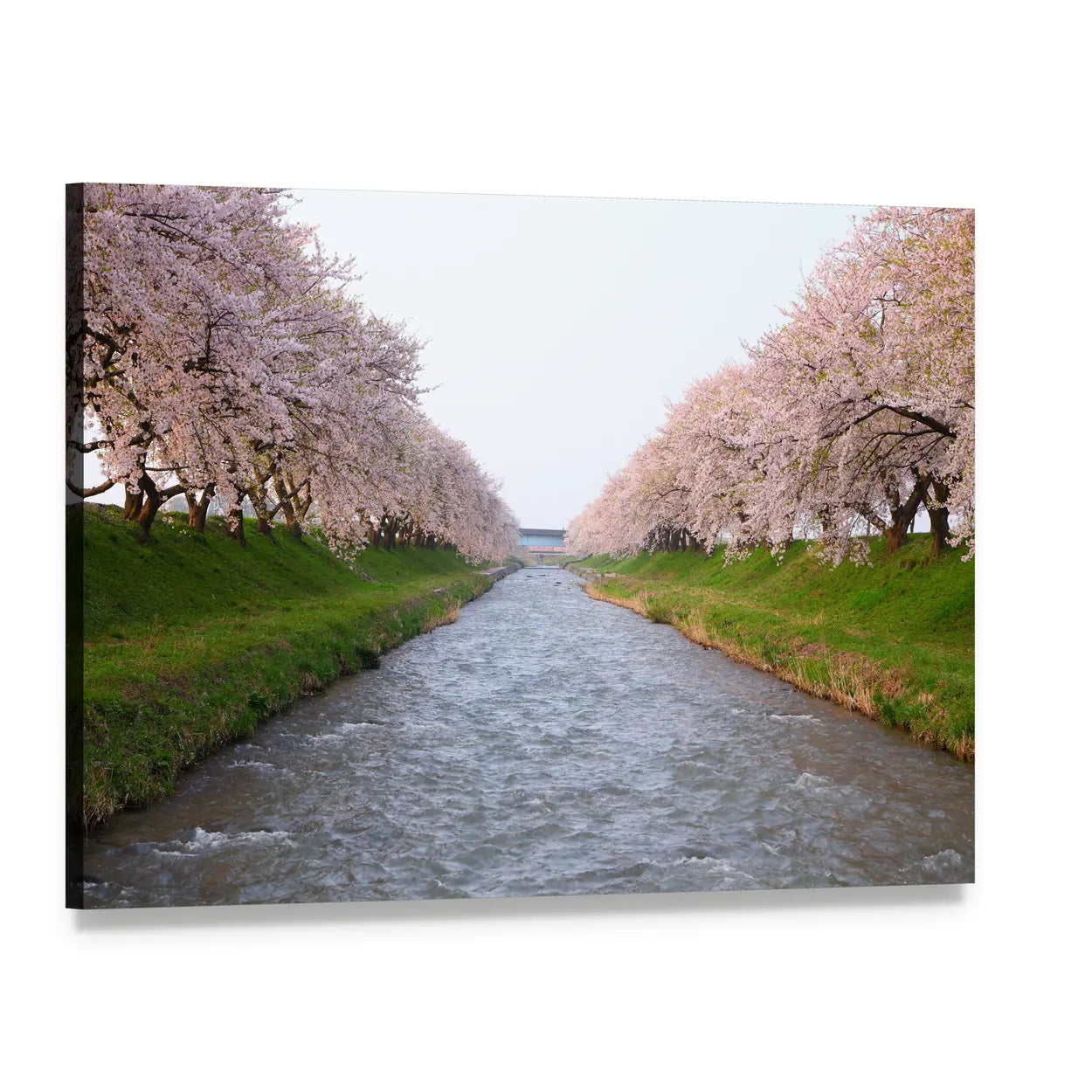 Cherry Blossom River Scene Canvas Wall Art, single panel gallery wrapped canvas, angled product view