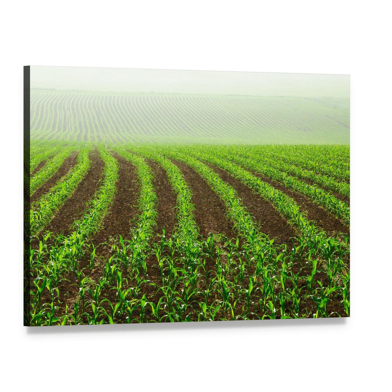 Rows of Young Corn Plants on a Moist Field Canvas Wall Art, single panel gallery wrapped canvas, angled product view