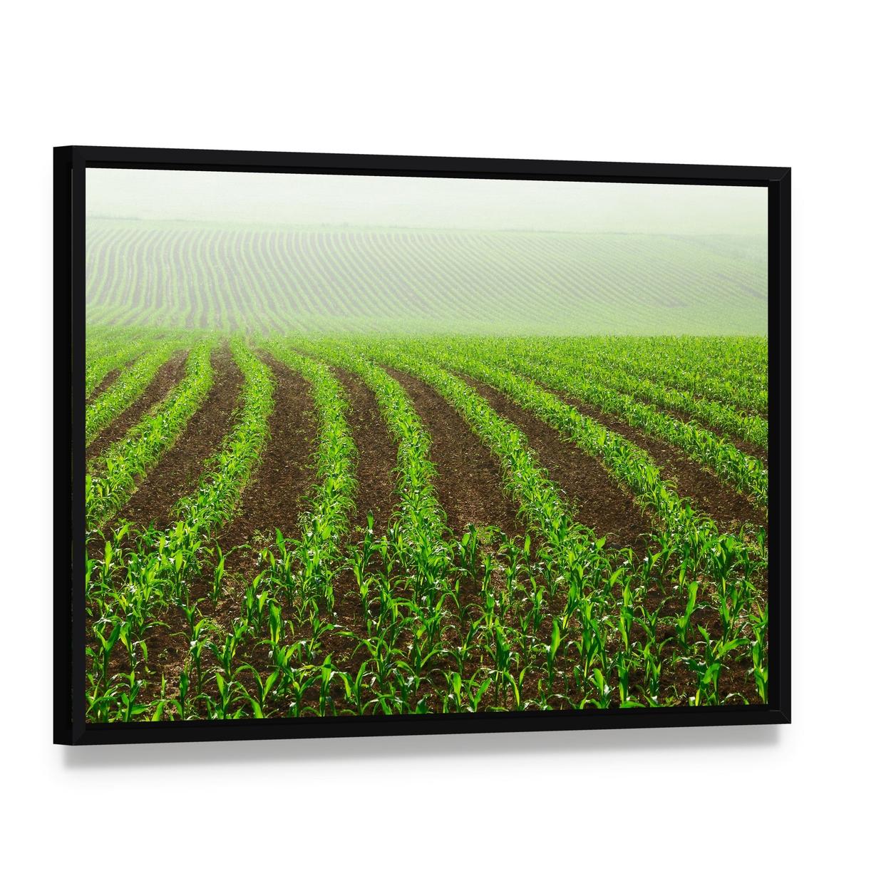 Rows of Young Corn Plants on a Moist Field Canvas Wall Art, framed canvas in a black floater frame, angled product view