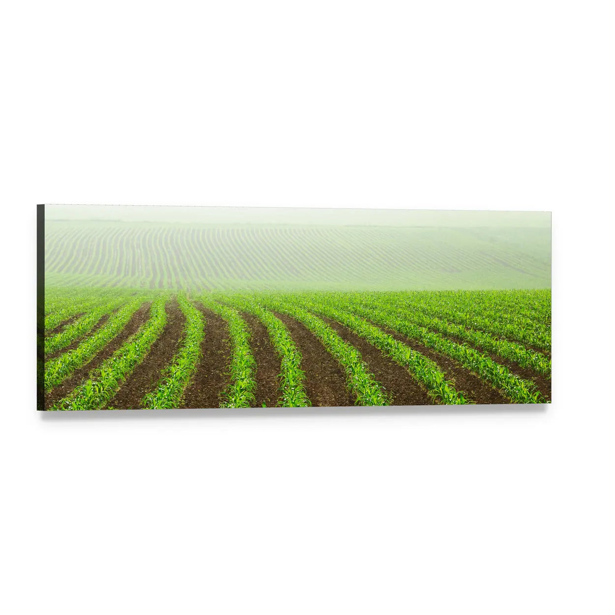 Curving Rows of Young Corn Plants Panoramic Canvas Wall Art, single panel gallery wrapped canvas, angled product view