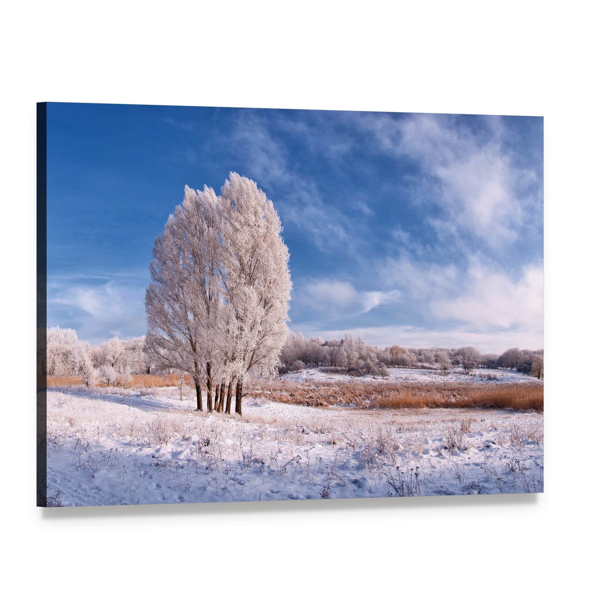 Frozen Tree in Winter Landscape Canvas Wall Art, single panel gallery wrapped canvas, angled product view